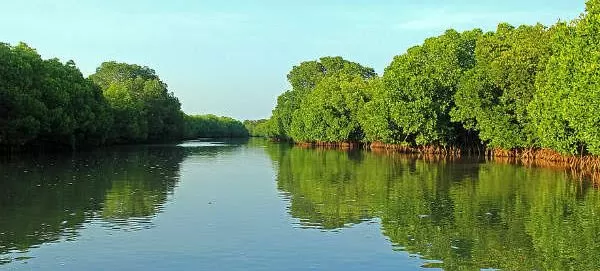 பிச்சாவரம் அலையாத்திக் காடுகள்