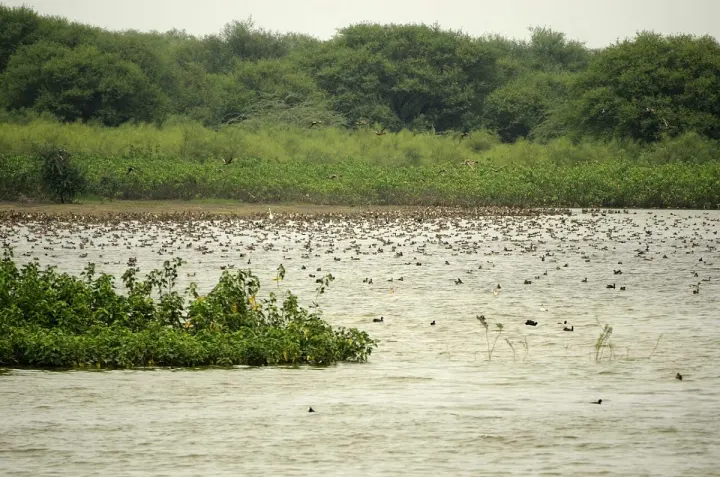 கரைவெட்டி பறவைகள் சரணாலயம்
