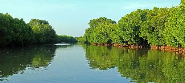 பிச்சாவரம் அலையாத்திக் காடுகள்